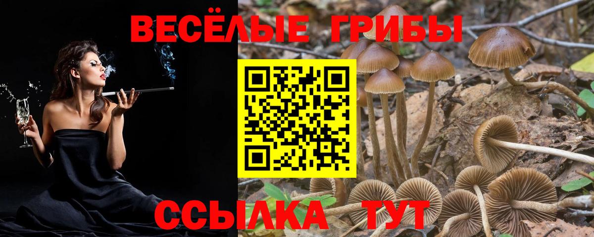 Псилоцибиновые грибы Psilocybe Звенигород